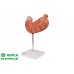 model żołądka człowieka, 2 części - 3b smart anatomy kat. 1000302 k15 3b scientific modele anatomiczne 10